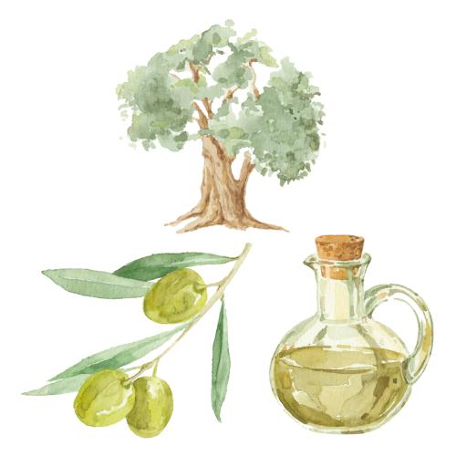 Olivenöl. Vektor Olivbaum, Zweig mit Früchten und Flasche mit Öl auf weißem