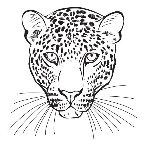 Leopard. Vektor Leopardenkopf auf dem weißen