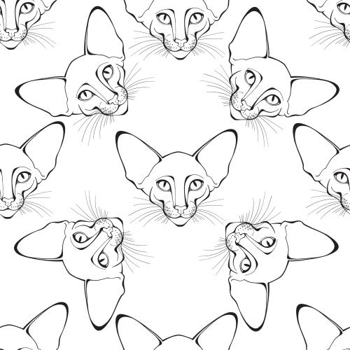 Oriental katze. Vektor Oriental Katze, Gesichter auf Weissem