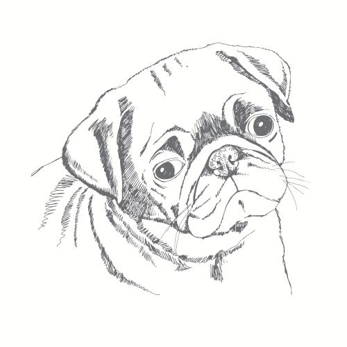 Mops. Vektor Süßer Mops, Skizze