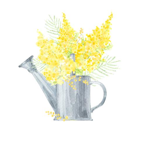 Gießkanne. Vektor Aquarell-Bouquet Mimosen in der Gießkanne auf weißem