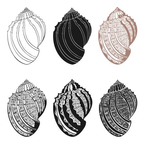Vektorgrafik muscheln auf weißem, sechs varianten