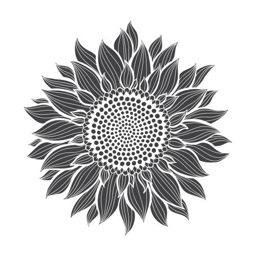 Sonnenblume. Vektor Sonnenblume, Silhouette auf weißem