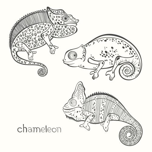 Chamäleon. Vektor Chameleons, drei verschiedene Arten auf weißem
