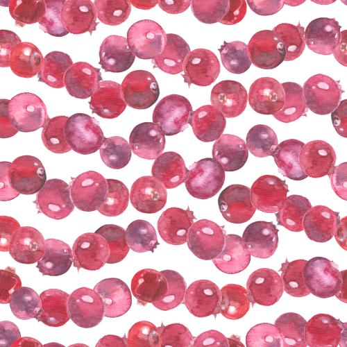 Kranbeere. Vektor Aquarell-Kranbeeren auf weißem