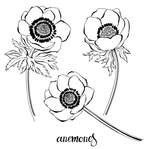 Anemone. Vektor Anemonen, verschiedene Blumen auf weißem