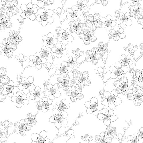 Kirschblüte. Vektor Blühende Kirschblüte, Konturzeichnung auf weißem