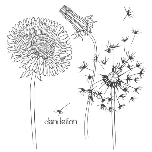 Löwenzahn. Vektor Löwenzähne Blüte Knospe Flauschig mit fliegenden Samen auf weißem