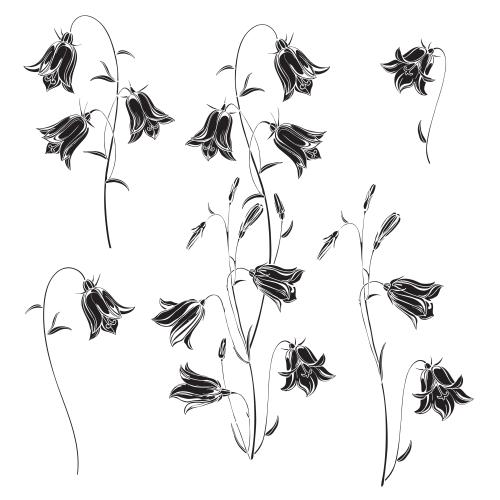Vektorgrafik kuckucksblumen, schwarze silhouetten von blumen auf weißem