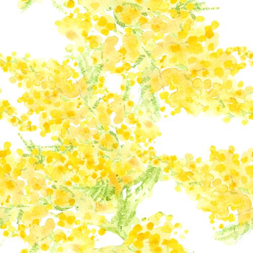 Rasterbild aquarellmimose auf weißem
