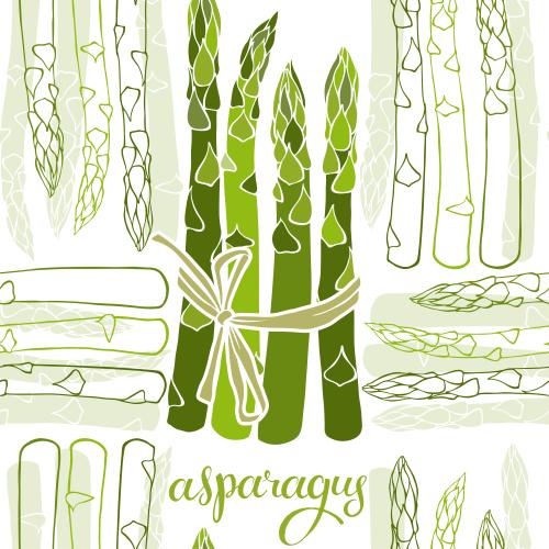 Spargel. Vektor Spargel, Konturen und Silhouetten, Aufschrift Asparagus auf weißem