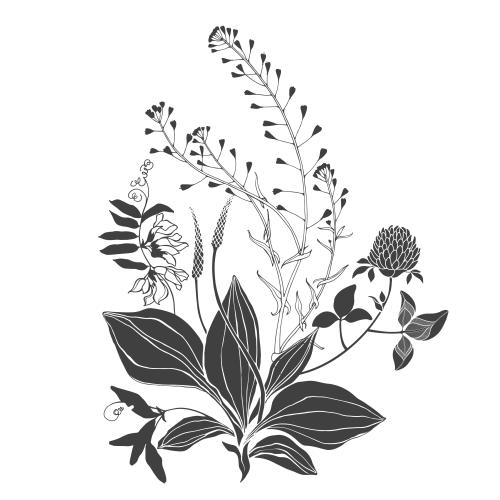 Vektorgrafik botanische komposition mit feldkräutern und blumen, pastor'sche tasche, gänseblümchen, klee auf weißem