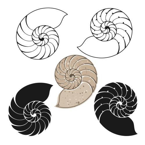 Vektorgrafik nautili auf weißem, fünf varianten