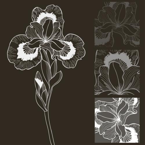 Vektorgrafik irisblume und drei fragmente in quadraten