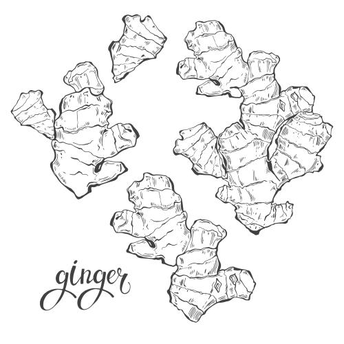 Ingwer. Vektor Ingwer, Sketch auf weißem