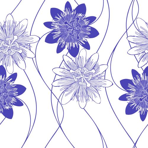 Passionsblume. Vektor Strelitzia violetten Silhouetten und Konturen auf weißem