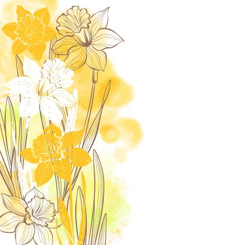 Vektorgrafik narzissen auf gelb-grünem aquarell, platz für text auf weißem