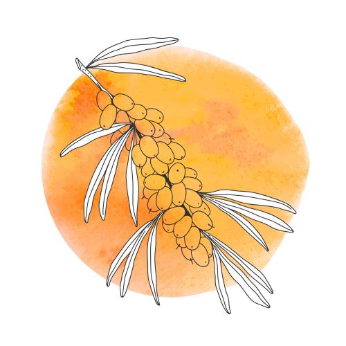 Sanddorn. Vektor hagebutte Zweig mit Beeren auf einem kreisförmigen orangenen Aquarell-Fragment