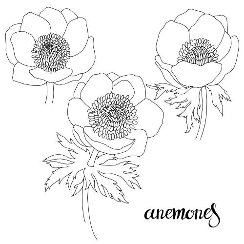 Anemone. Vektor Anemonen, drei Konturen auf weissm