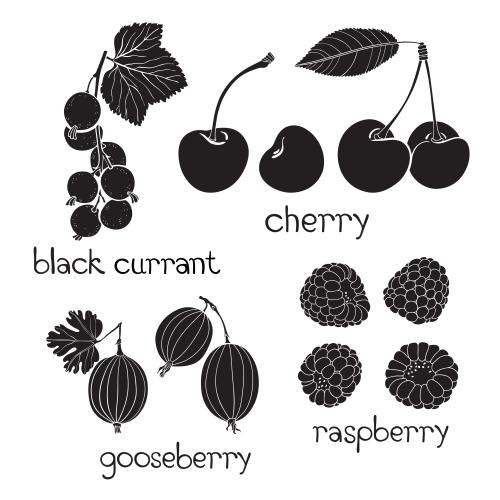 Himbeere. Vektor schwarze Johannisbeere, Kirsche, Rote Johannisbeere, Himbeere, Namen auf weißem