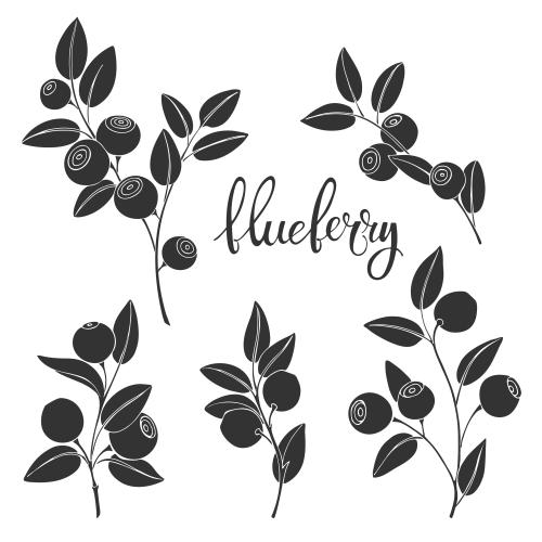 Vektorgrafik brombeerenzweige mit beeren schwarze silhouetten auf weißem