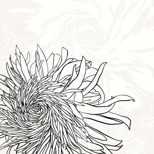 Chrysantheme. Vektor Chrysanthemen, Kontur und Silhouette auf hellem