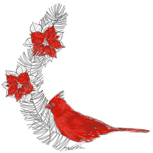 Kardinalvogel. Vektor roter Kardinal Nadelzweige und Poinsettienblüten Platz für Text auf weißem