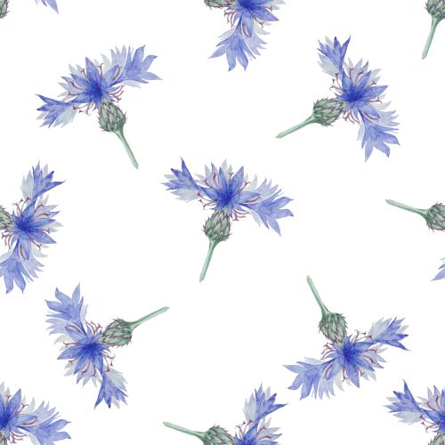 Rasterbild aquarellkornblumen auf weißem