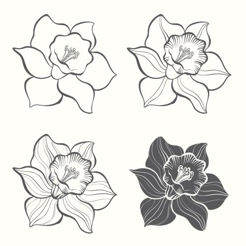 Vektorgrafik narzissenblüte, vier varianten auf weiß