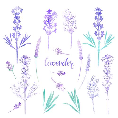 Rasterbild aquarelllavendel, verschiedene varianten auf weißem