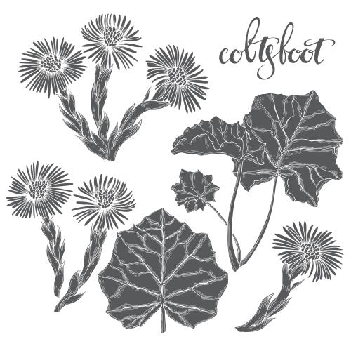 Vektorgrafik blumen und blätter der mutter-und-stiefmutter, schwarze silhouetten auf weißem