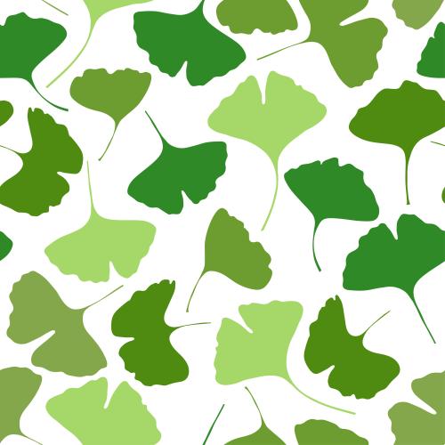 Ginkgo biloba. Vektor Ginkgo biloba, farbige Silhouetten von Blättern auf weißem