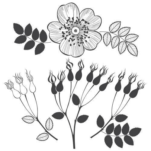 Hagebutte. Vektor Rosenhaag, Blüte, Blätter, Zweige mit Beeren