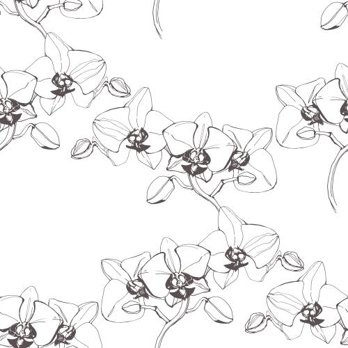 Orchidee. Vektor Orchideen, Konturen auf weißem