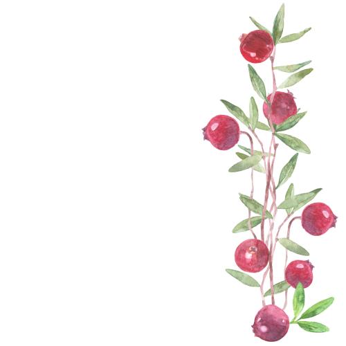 Kranbeere. Vektor kranichenzweige mit Beeren Platz für Text auf weissem