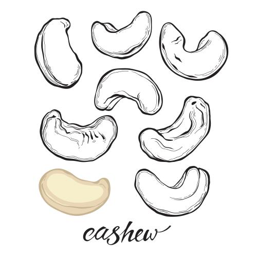 Nüsse. Vektor Cashew, verschiedene Varianten auf weißem