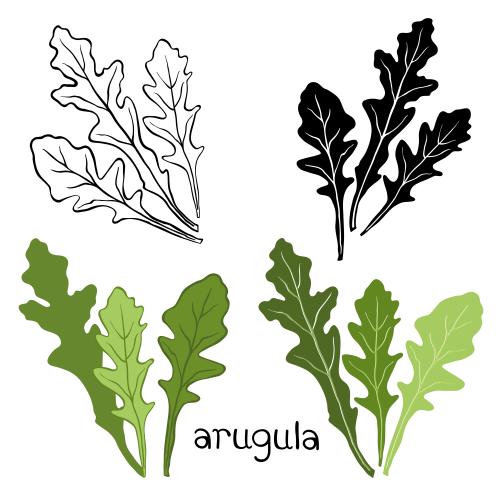 Rucola. Vektor Rucola auf weißem, vier verschiedene Varianten