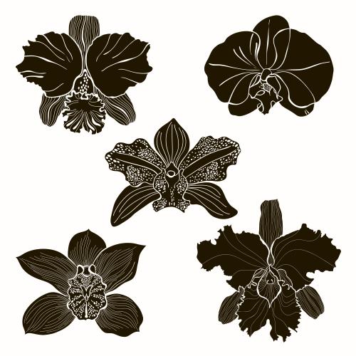Vektorgrafik orchideenblüten verschiedener sorten, fünf schwarze silhouetten auf weißem