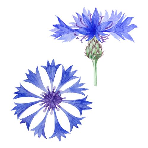 Kornblume. Vektor Vasen, zwei verschiedene Blumen auf weißem