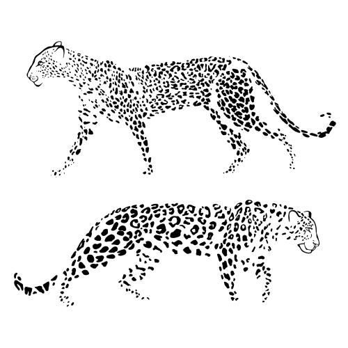 Leopard. Vektor zwei Leoparden auf weißem