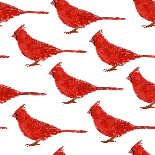 Vogel. Vektor rote Kardinalen auf weißem