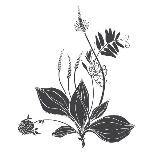 Vektorgrafik gänseblümchen, klee, feldblumen, komposition auf weiß