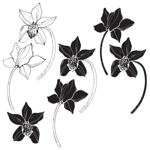 Vektorgrafik orchideenblumen, variationen auf weiß