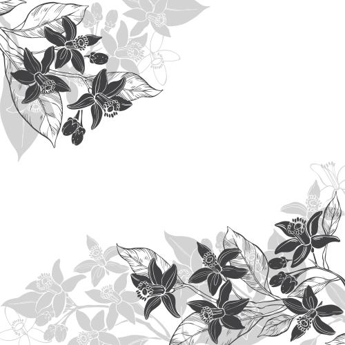 Neroli. Vektor Neroli-Blumen Textbereich schwarze und graue Silhouetten auf weißem winklige Komposition