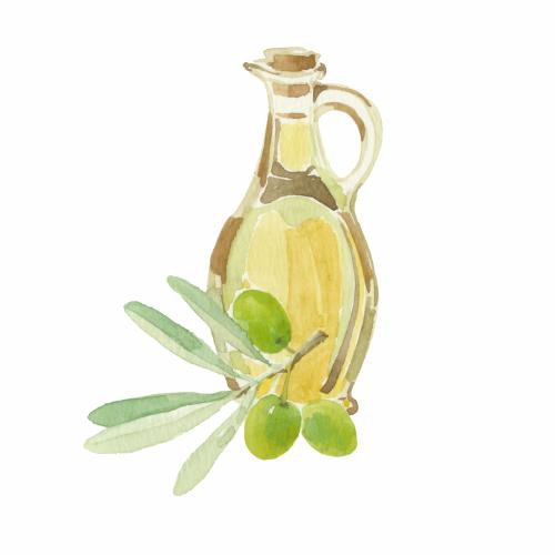 Olivenöl. Vektor Olivzweig mit Früchten und einer Flasche mit Öl auf weißem