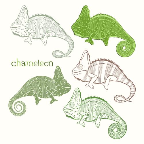 Chamäleon. Vektor Chameleons, fünf verschiedene Varianten auf weißem
