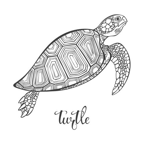 Schildkröte. Vektor Schildkröte auf weißem