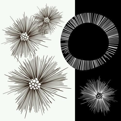 Vektorgrafik schwarze und weiße stachelige blumen