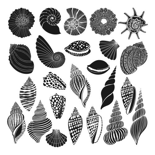 Nautilus. Vektor Muscheln, Nautili, Greifmuscheln, Meeresschweinchen auf weißem