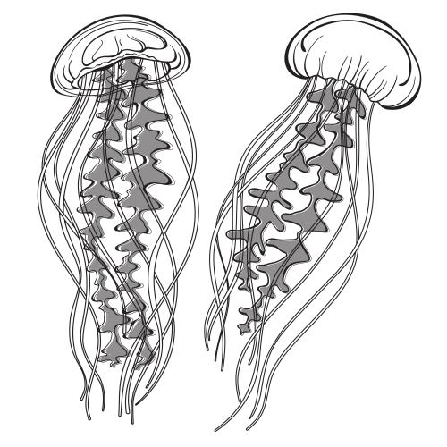 Qualle. Vektor zwei Medusen auf weißem